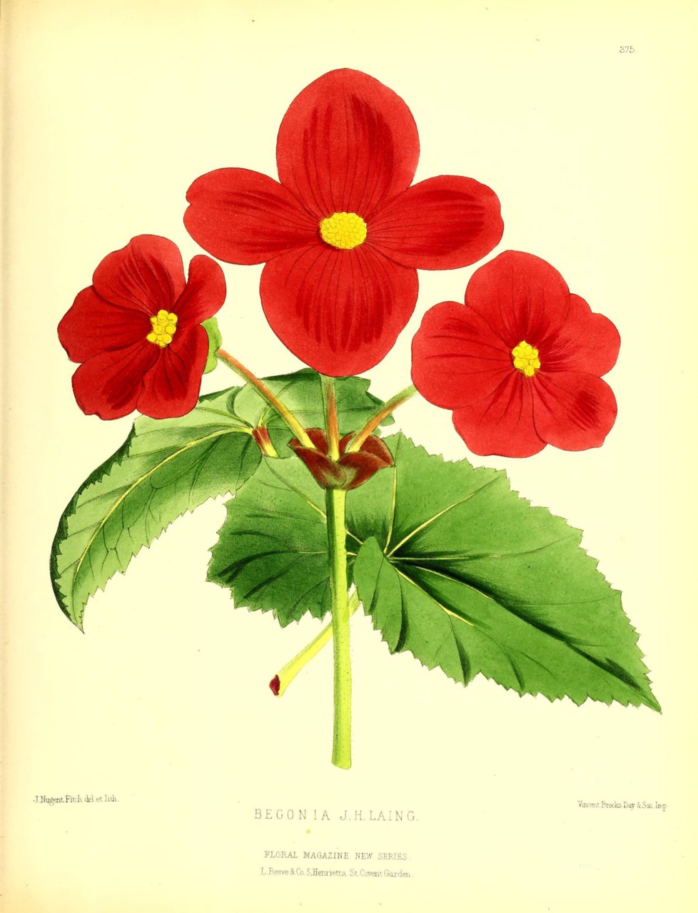 B. ‘J. H. Laing’